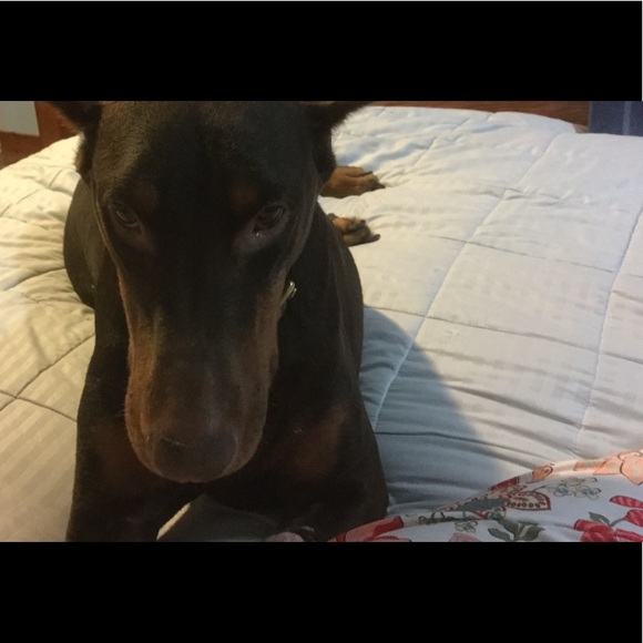 Patti Posh Ambassador 👠👗👚📦✈️🚐😊 💰5⭐️⭐️⭐️⭐️⭐️ - Picture 7 of 8